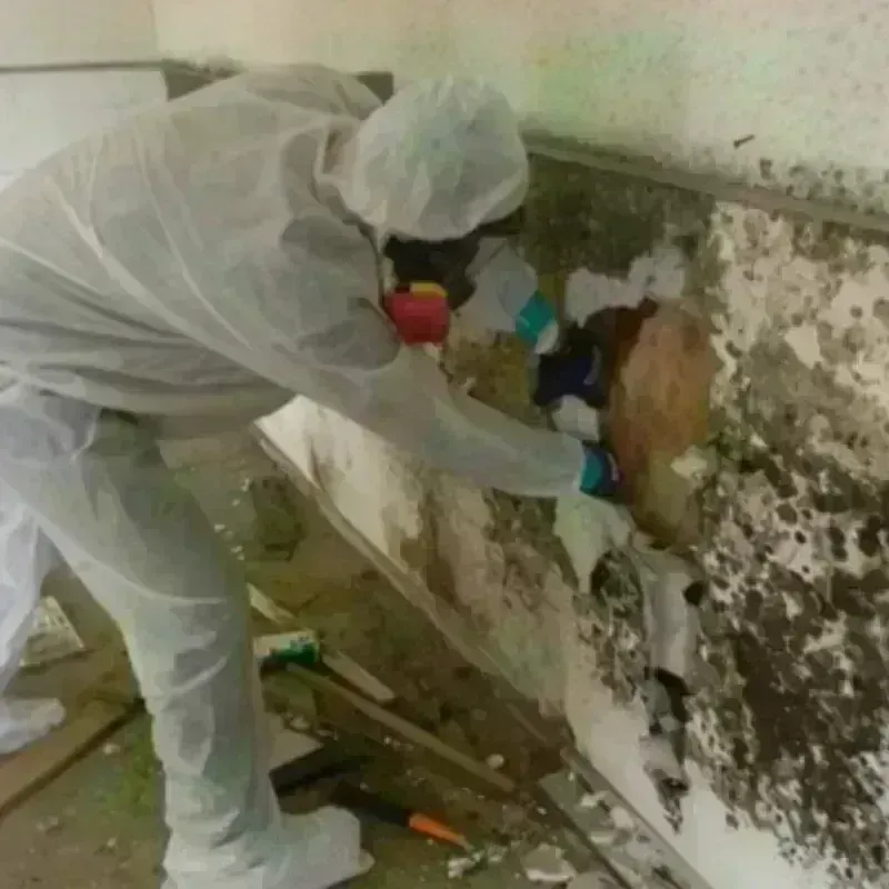 Mold Remediation and Removal in Union Parish, LA